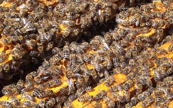 只有一只蜂王能分蜂嗎? 蜜蜂