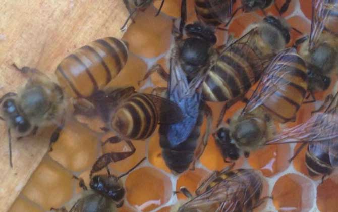 沒有蜂王蜜蜂會飛走嗎? 蜂王