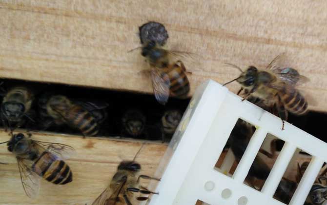 蜂箱的種類及優(yōu)點(diǎn)和缺點(diǎn) 16框臥式蜂箱