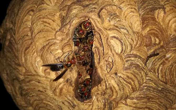 七里游胡蜂的毒性強嗎? 七里游胡蜂