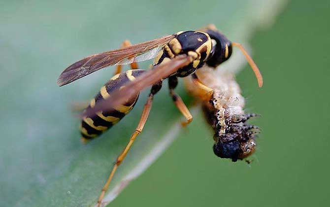 北方黃胡蜂