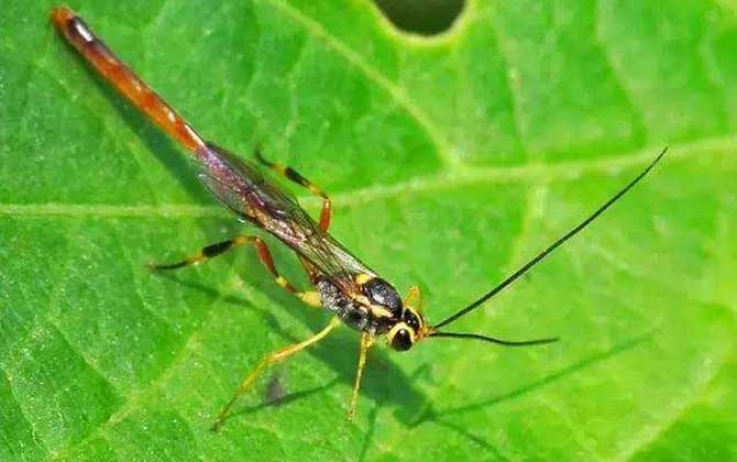 廣黑點(diǎn)瘤姬蜂