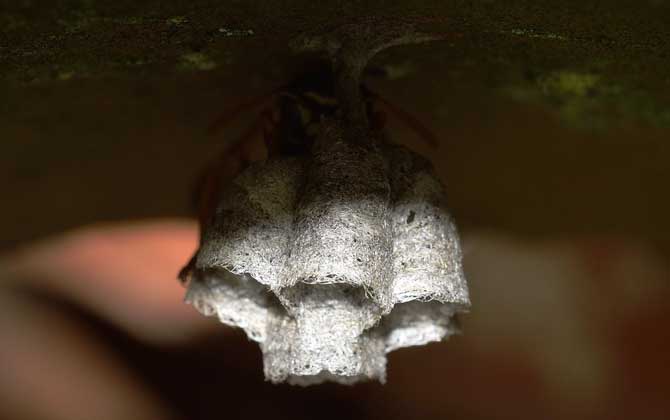 馬蜂最簡單的驅趕方法 馬蜂