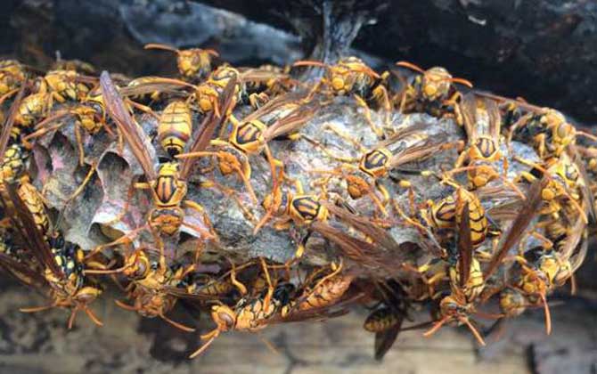 馬蜂最簡單的驅趕方法 馬蜂