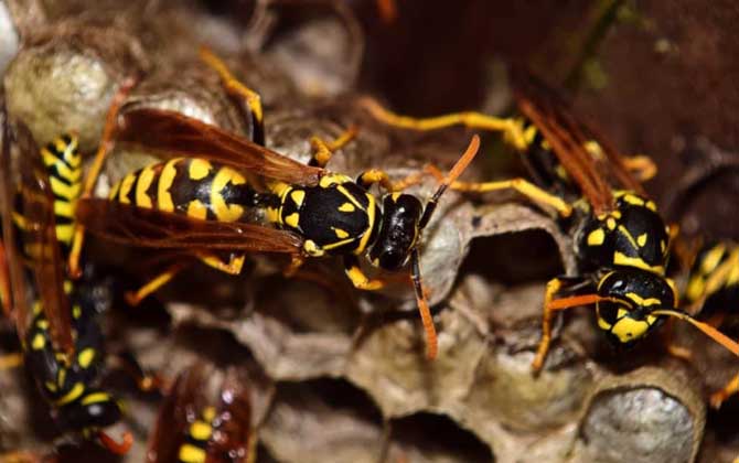 馬蜂最簡單的驅趕方法 馬蜂