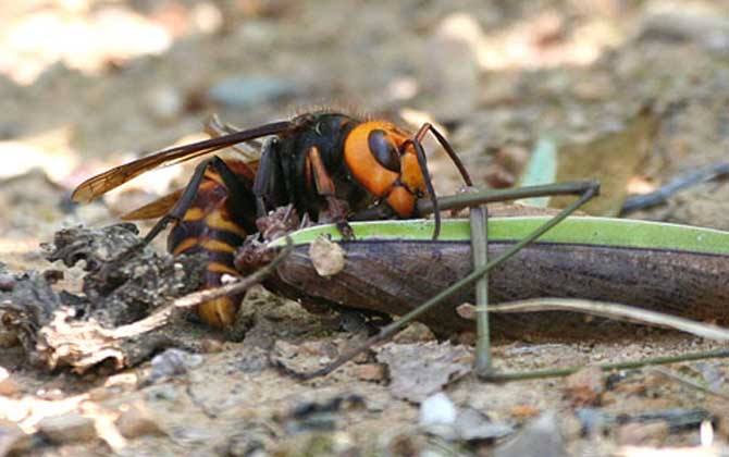 牛角蜂蟄了會(huì)不會(huì)死人? 牛角蜂