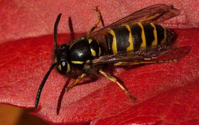 牛角蜂怎么消滅才安全? 牛角蜂