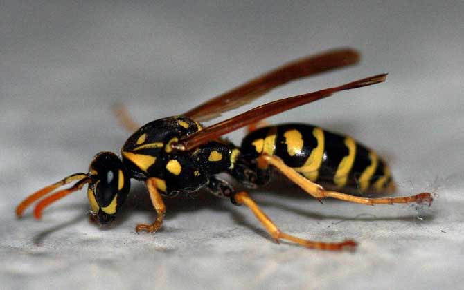 牛角蜂怎么消滅才安全? 牛角蜂