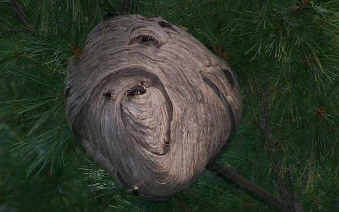 馬蜂蟄了腫了抹什么藥? 馬蜂