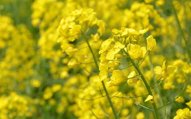 哪種蜜源植物的花期最長? 油菜