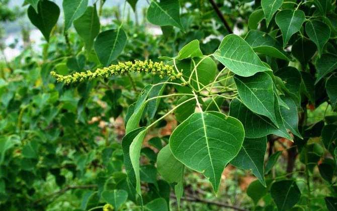 烏桕流蜜期是什么時候? 烏桕