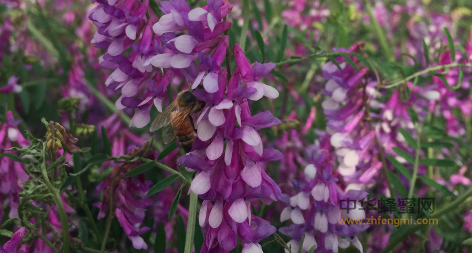 宣威市 養蜂 養蜂技術 養蜂協會