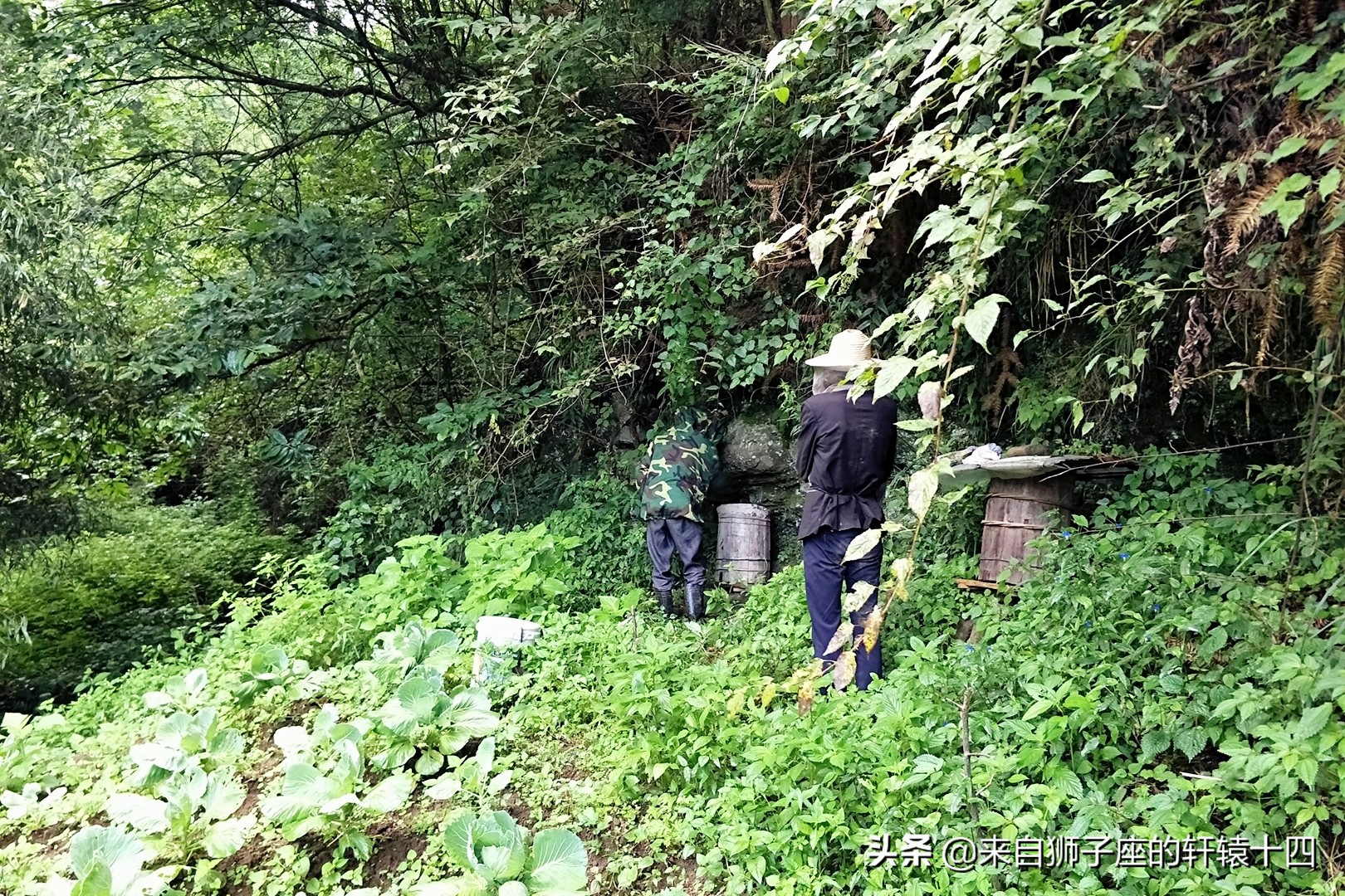 探尋養蜂人，取蜂蜜要用煙熏