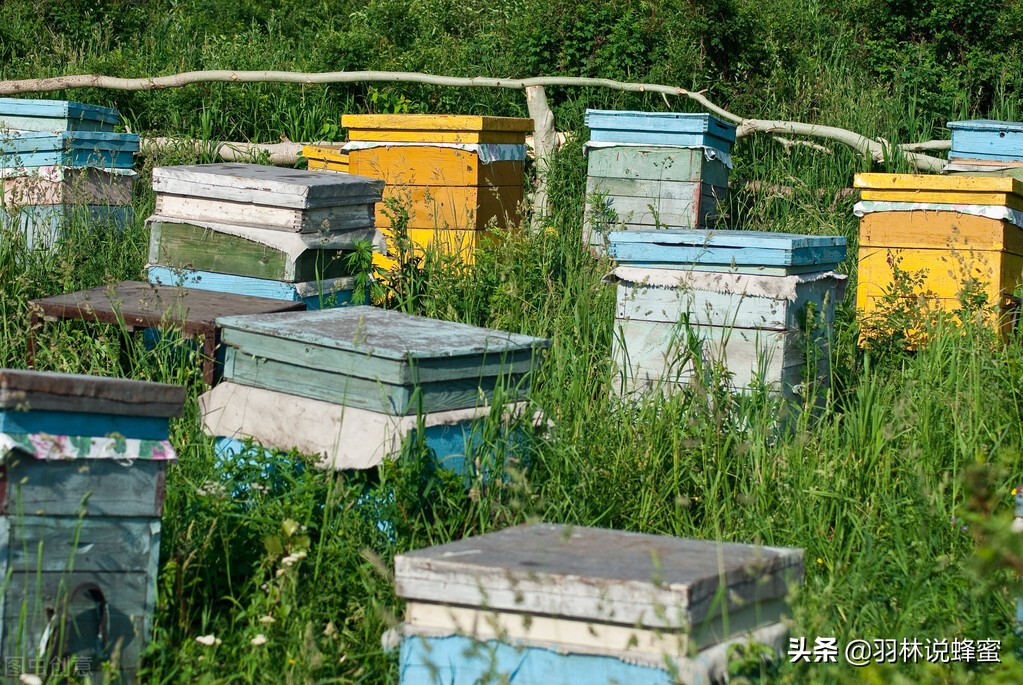 養蜂都需要準備什么工具，成功養蜂只需要4種必需品就夠了