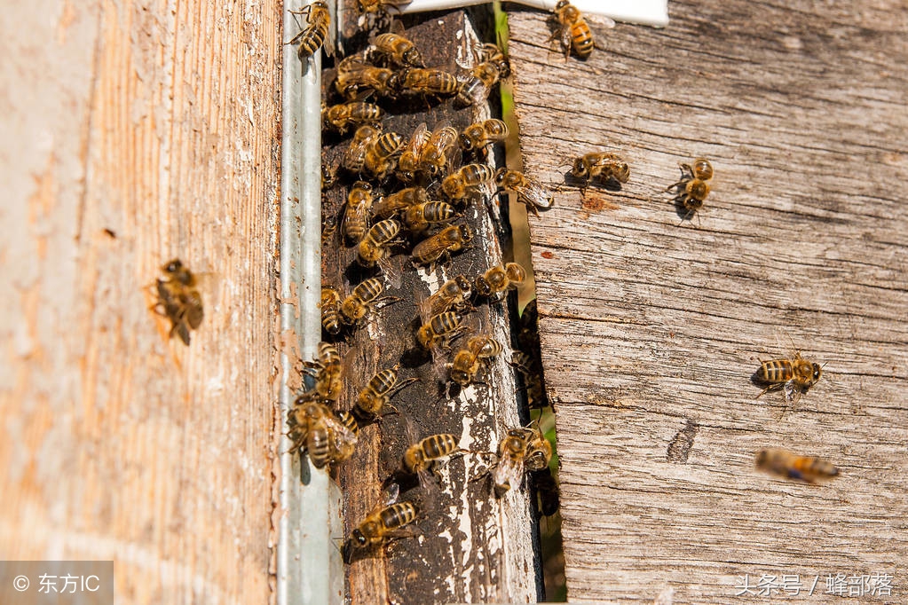 新手養(yǎng)中蜂，不破除這7個觀念，永遠(yuǎn)別想走上養(yǎng)蜂致富道路