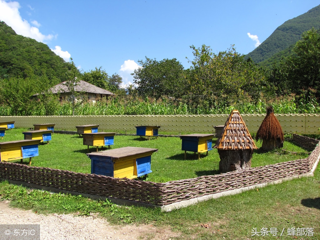 新手養(yǎng)中蜂，不破除這7個觀念，永遠(yuǎn)別想走上養(yǎng)蜂致富道路