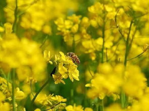 大爺在深山養(yǎng)蜂，年入二十萬，蓋洋房給兒子娶媳婦