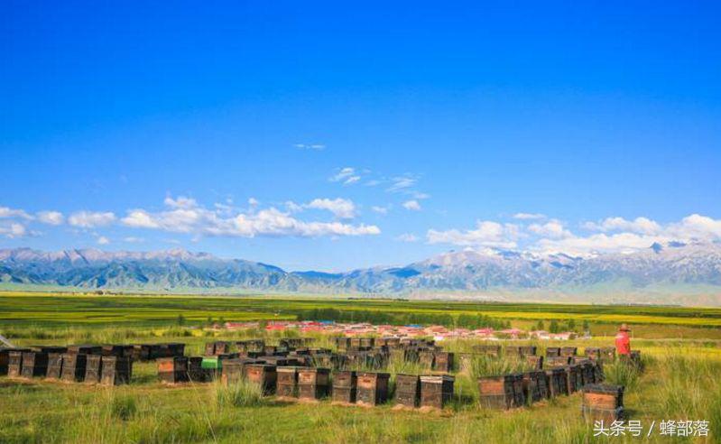 農(nóng)村養(yǎng)蜂補貼怎么拿？能拿到多少？