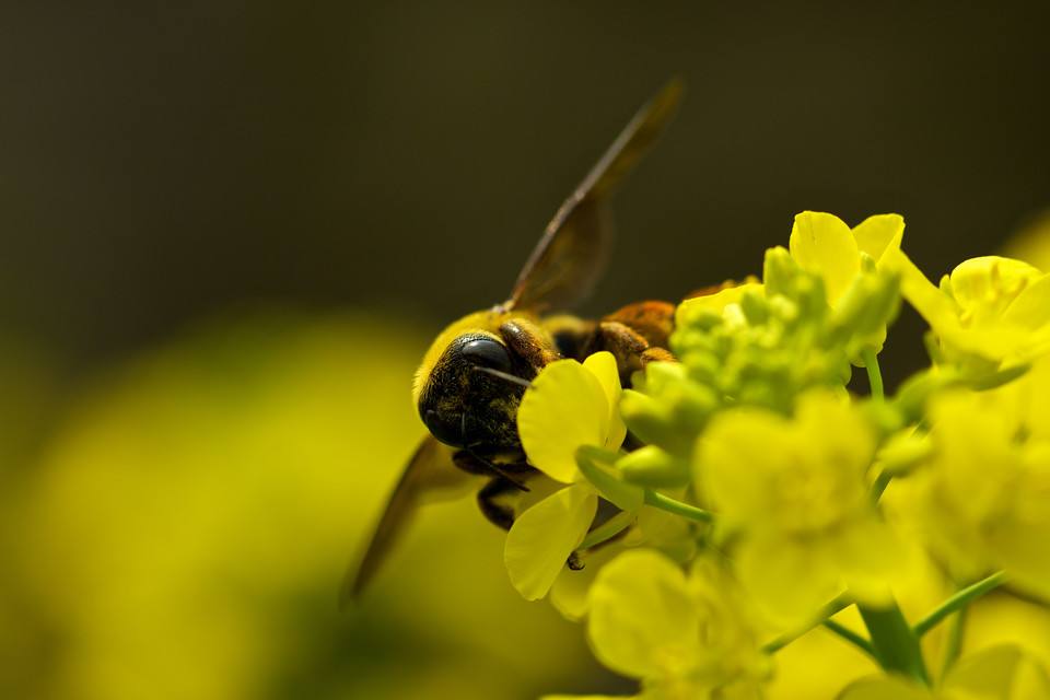 蜂蜜可以放冰箱嗎？