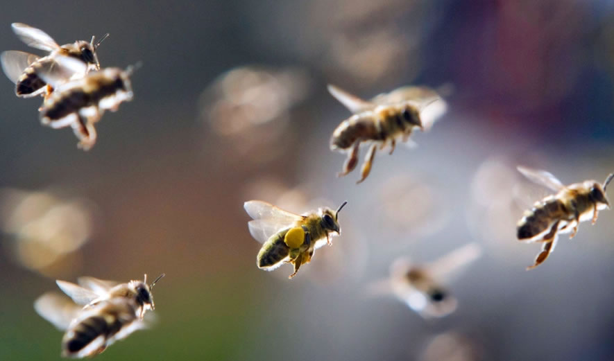【蜂巢作用】蜂巢能治療鼻炎嗎? 蜂巢能治療鼻炎嗎?