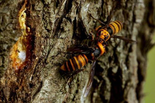 馬蜂和胡蜂有什么區別（馬蜂和胡蜂的區分方法）