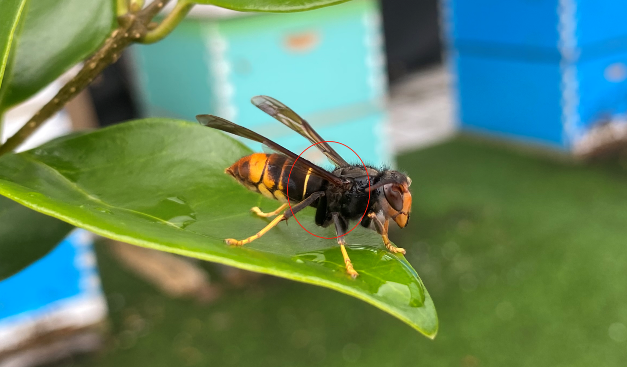 馬蜂和胡蜂有什么區別（馬蜂和胡蜂的區分方法）