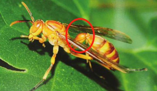 馬蜂和胡蜂有什么區別（馬蜂和胡蜂的區分方法）