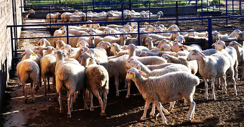 我國初級農產品目錄（初級農產品包括的范圍）