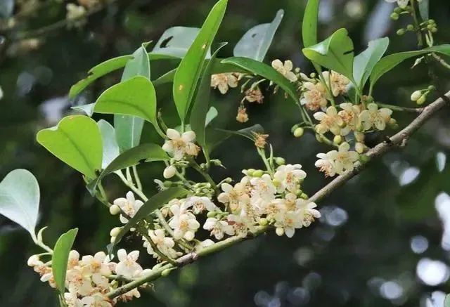 養蜂種什么花最好（在養蜂旁邊種什么花蜜源最好）