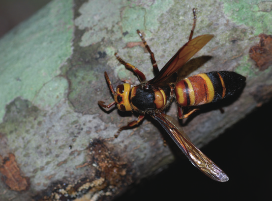 黑尾胡蜂有幾個品種（黑尾胡蜂品種介紹）