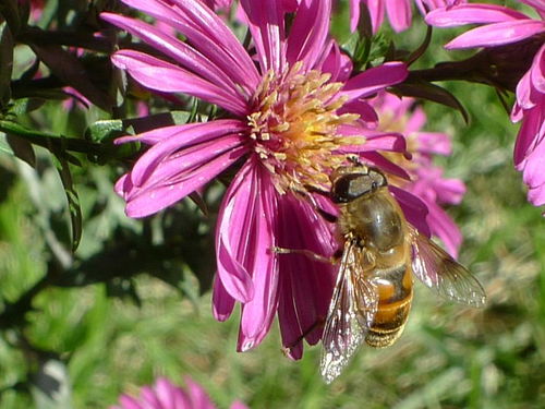 草莓花有沒有蜜(草莓是不是蜜源植物) 草莓花有沒有蜜(草莓是不是蜜源植物)