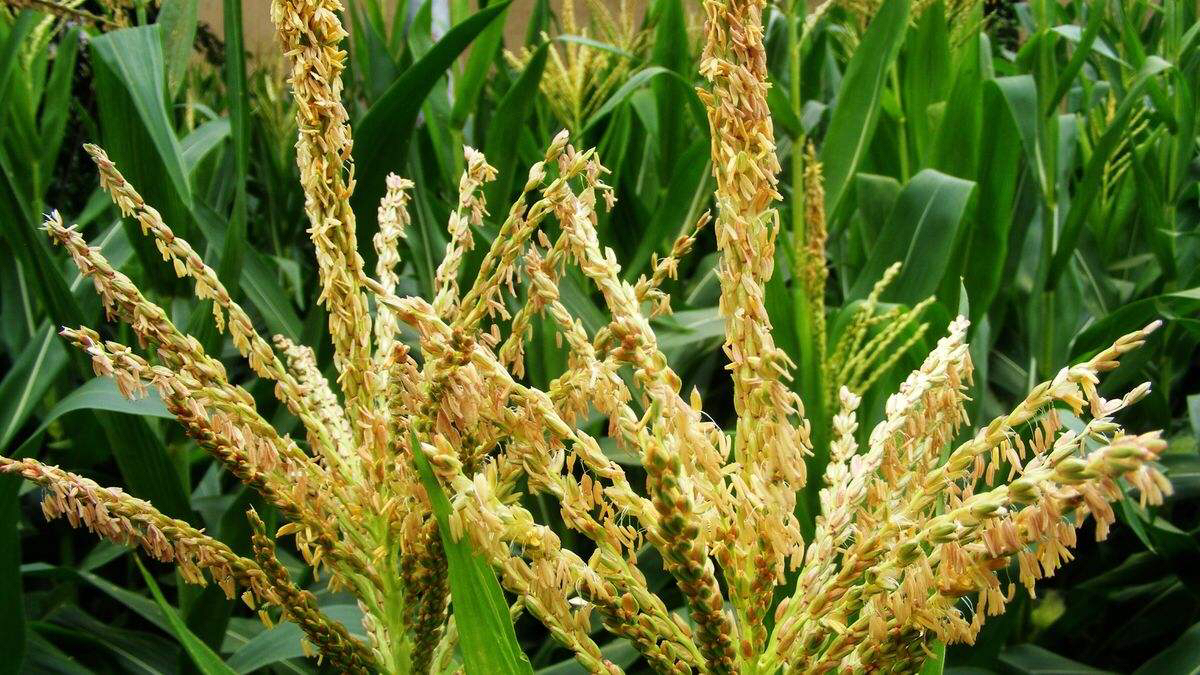 玉米開花有花蜜和花粉嗎？