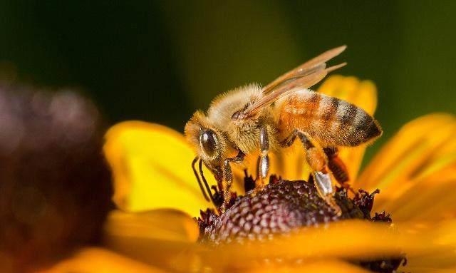 工蜂產卵急造王臺出來新王能用嗎(工蜂產卵也會有王臺嗎) 工蜂產卵急造王臺出來新王能用嗎(工蜂產卵也會有王臺嗎)