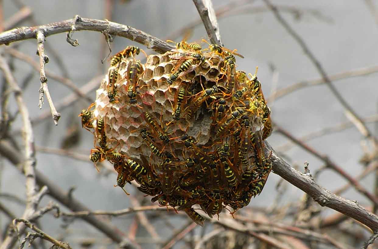 馬蜂窩是用什么做出來的？(馬蜂喜歡在什么地方做窩)