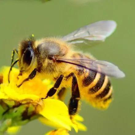 胡蜂養(yǎng)殖需要辦理哪些手續(xù)(胡蜂適合哪些地方養(yǎng)殖) 胡蜂養(yǎng)殖需要辦理哪些手續(xù)(胡蜂適合哪些地方養(yǎng)殖)