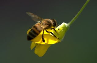 胡蜂養(yǎng)殖需要辦理哪些手續(xù)(胡蜂適合哪些地方養(yǎng)殖) 胡蜂養(yǎng)殖需要辦理哪些手續(xù)(胡蜂適合哪些地方養(yǎng)殖)