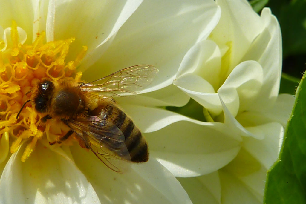 蜂螨的壽命有多長(蜂螨的繁殖周期) 蜂螨的壽命有多長(蜂螨的繁殖周期)