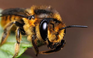 蜜蜂常見(jiàn)疾病防治方法（附帶七種常見(jiàn)蜜蜂疾病）