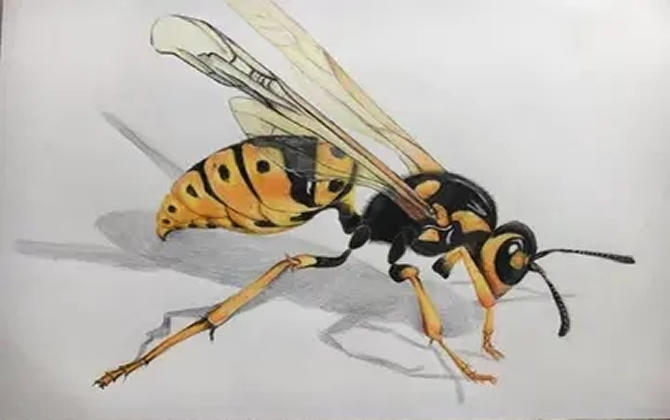 野外找胡蜂怎么看蜂路