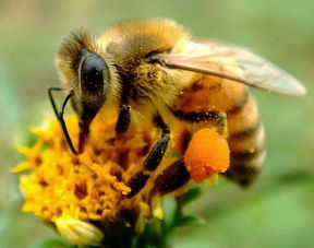 云貴高原中蜂怎么養（云貴高原中蜂的飼養方式在貴州、云南以定地飼養為主）