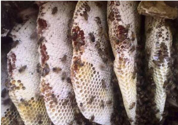 野生蜂蜜是如何采集的(野生蜜蜂窩如何取蜂蜜) 野生蜂蜜是如何采集的(野生蜜蜂窩如何取蜂蜜)