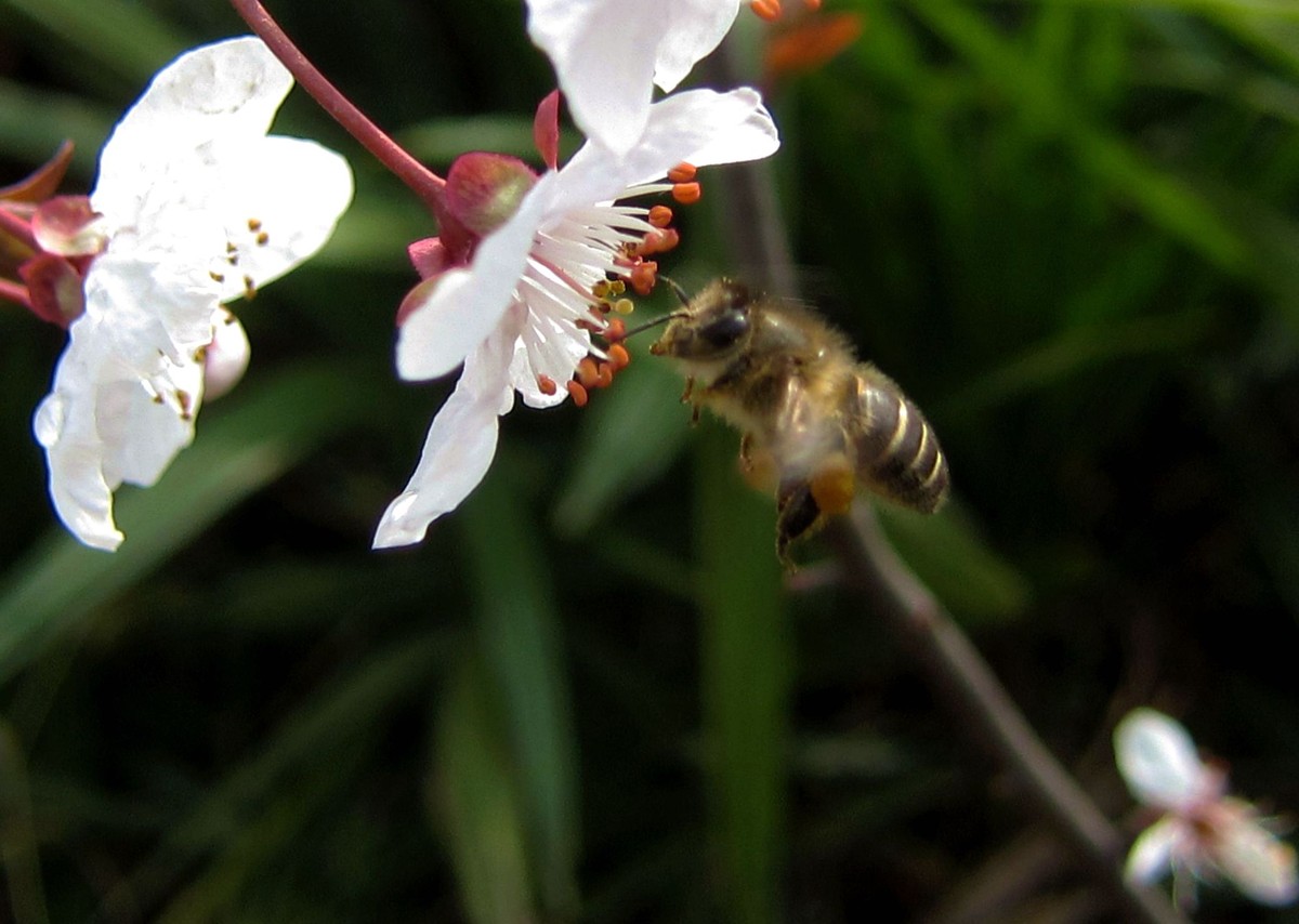 新手養(yǎng)蜂入門需要多少錢(養(yǎng)蜂需要投資多少錢) 新手養(yǎng)蜂入門需要多少錢(養(yǎng)蜂需要投資多少錢)