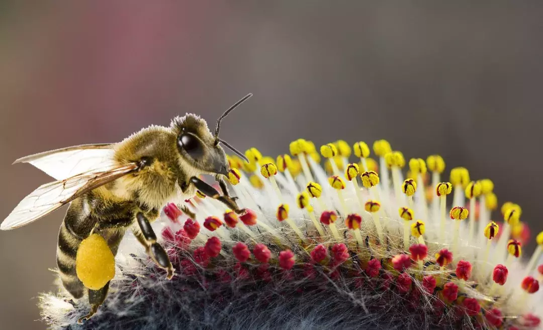 東北蜂蜜品種有哪些(東北蜂蜜種類介紹) 東北蜂蜜品種有哪些(東北蜂蜜種類介紹)