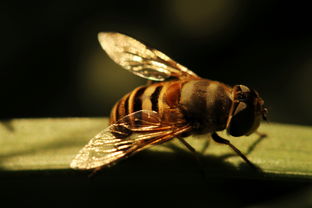 中蜂標(biāo)準(zhǔn)蜂箱55元可以嗎（中蜂蜂箱批發(fā)價格50元）