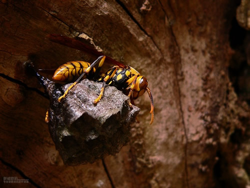 一窩胡蜂(馬蜂)有多少個(gè)蜂王？(野生和家養(yǎng)的有差異)