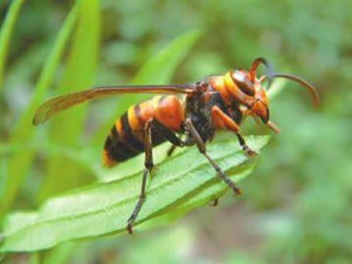 一窩胡蜂(馬蜂)有多少個(gè)蜂王？(野生和家養(yǎng)的有差異)