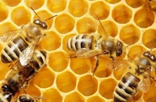 蜂王什么時候交尾容易成功 蜂王什么時候交尾容易成功