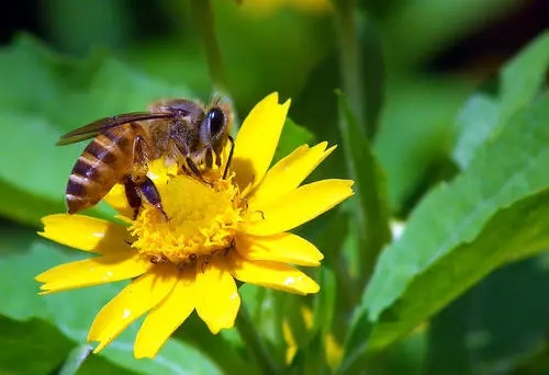 蜂王什么時候交尾容易成功 蜂王什么時候交尾容易成功