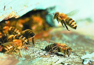 蜜蜂有病怎么看得出來(附帶兩則蜜蜂疾病診斷法) 蜜蜂有病怎么看得出來(附帶兩則蜜蜂疾病診斷法)