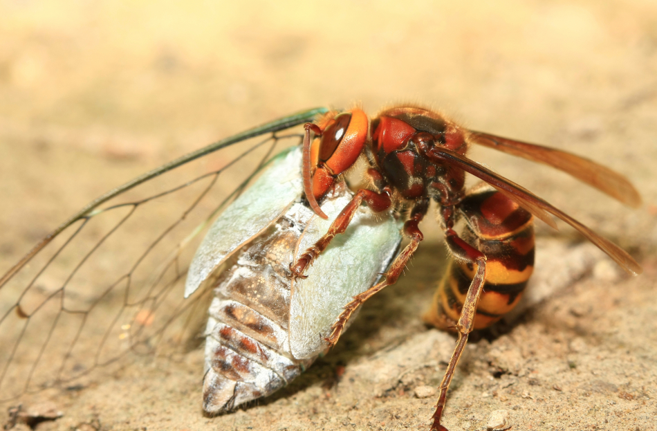 胡蜂飛行速度一小時多少公里（胡蜂飛行速度是多少）